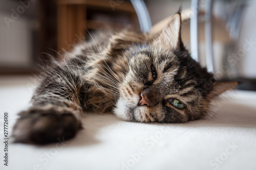 Maine coon cat lying on floor photo