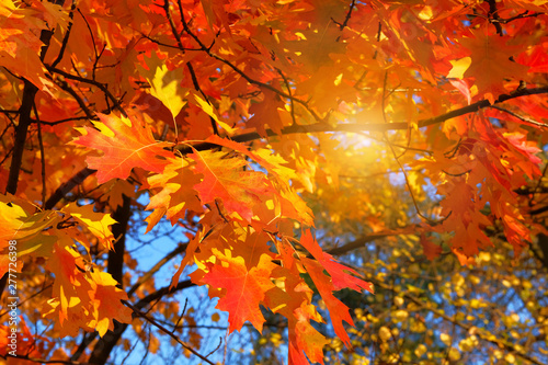 Orange and red autumn leaves background. Autumn forest landscape on a sunny day with oak leaves background. © Ga_Na