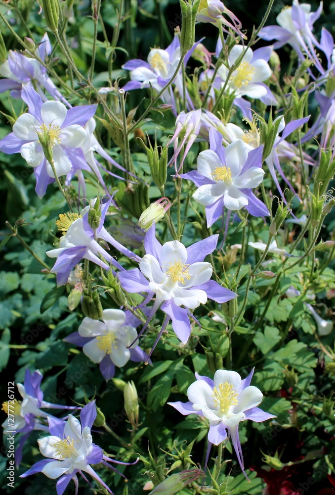 PURPLE & YELLOW COLUMBINE FLOWERS
