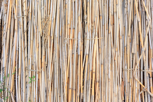 Texture of the reed stalks. The background of reeds.