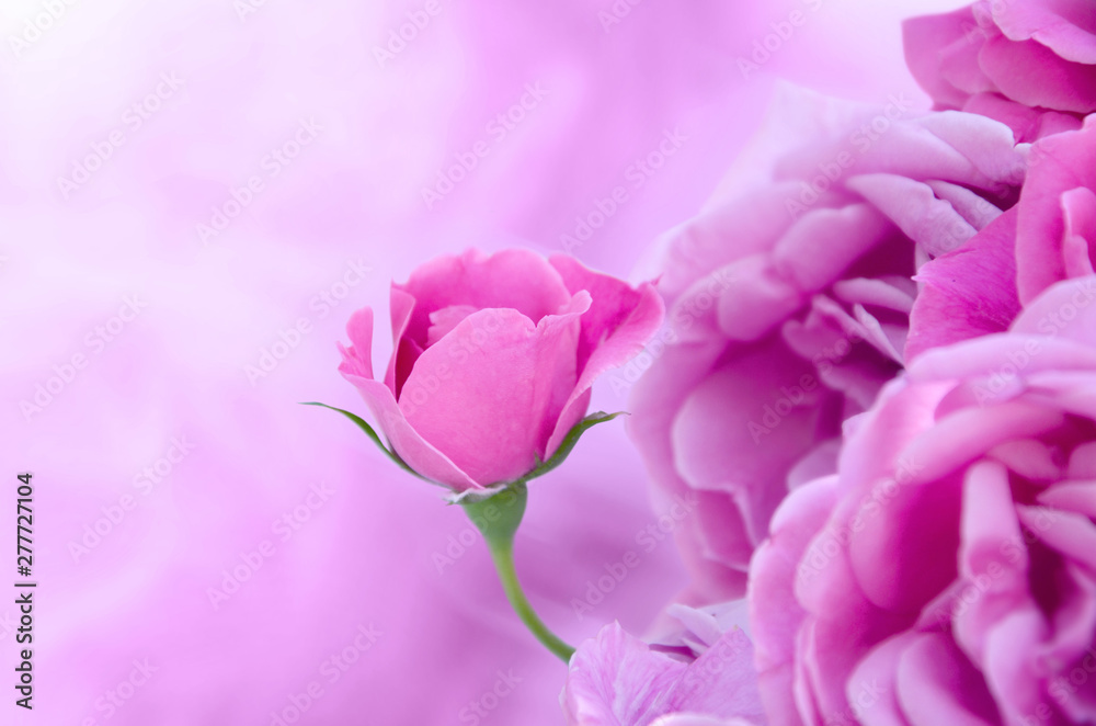 Pink soft background with pink roses.