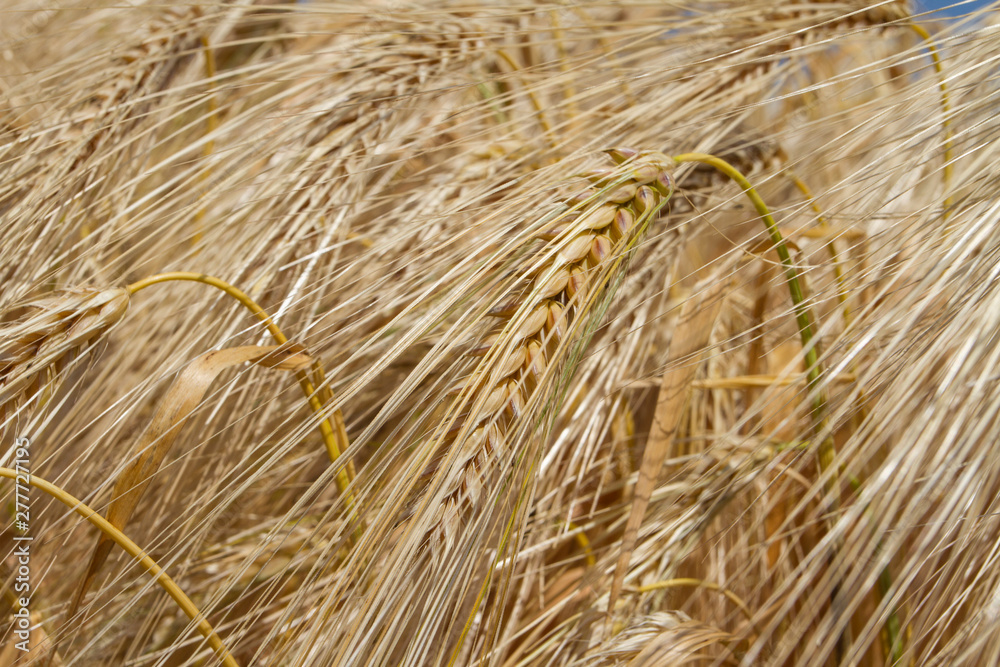Golden ripened ears of wheat background. Farm autumn harvest of grain agriculture Golden ripened ears of wheat background. Farm autumn harvest of grain agriculture