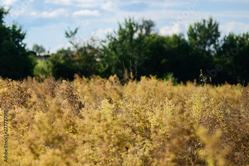 plants in the field photo
