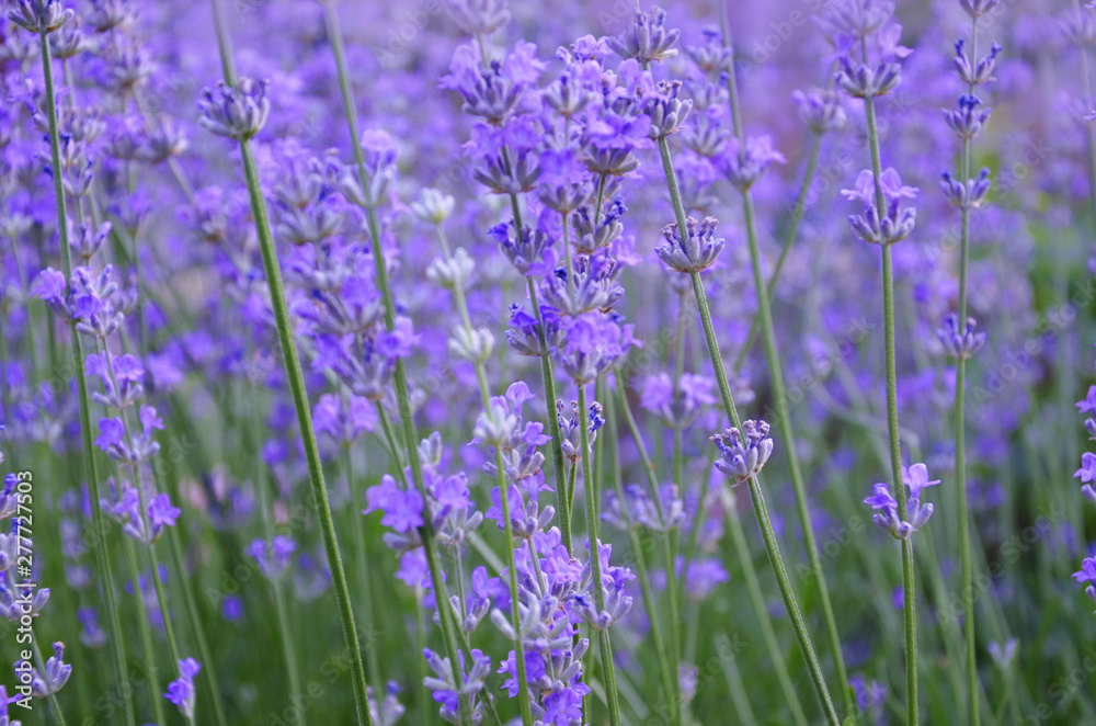 Naklejka premium Blooming lavender field in summer.