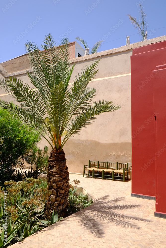 Palm Palm