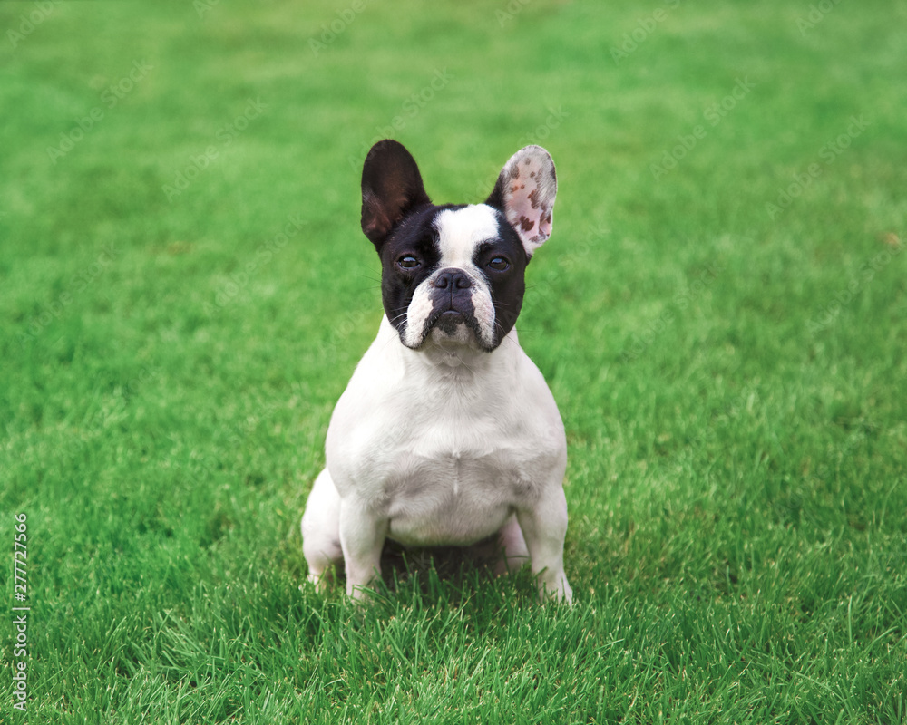 French bulldog sitting on a grass. Cute Frenchie dog portrait