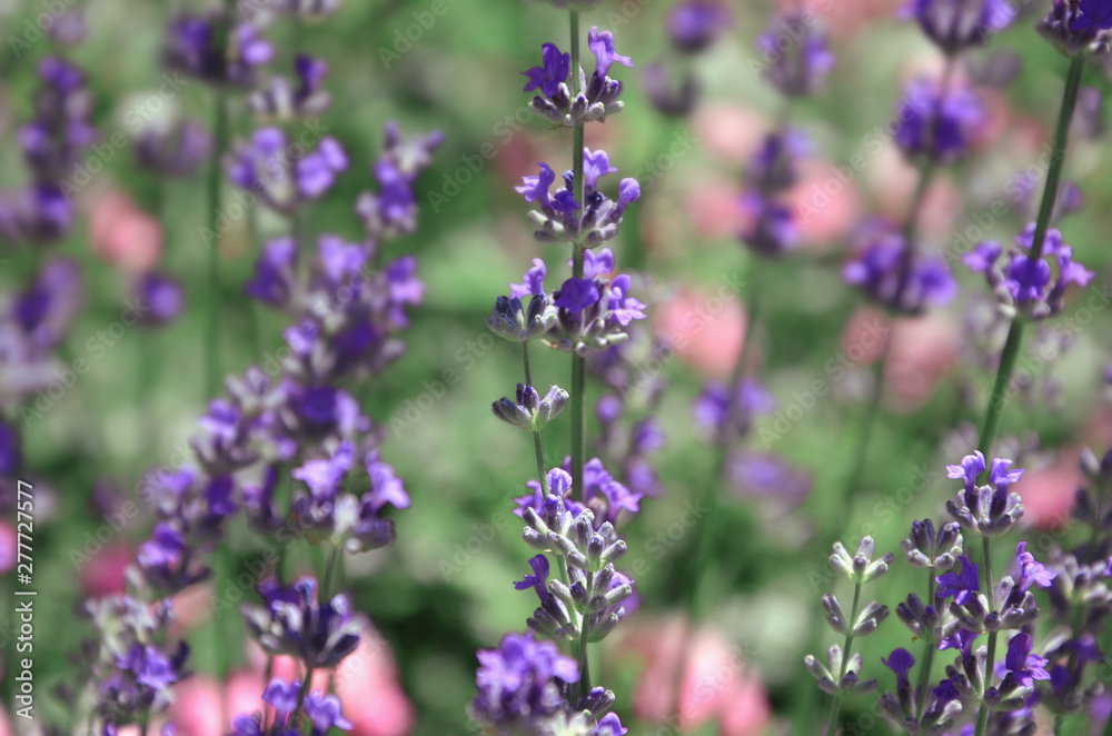 Blooming lavender, pink roses, green grass. Blooming lavender, pink roses, green grass.