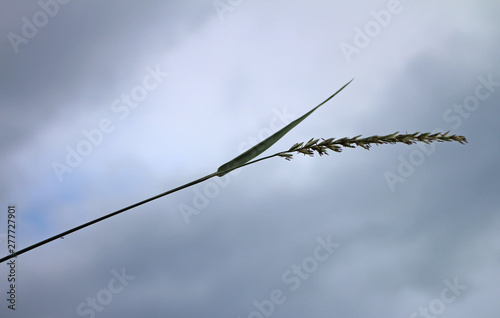 barbed wire on background of blue sky