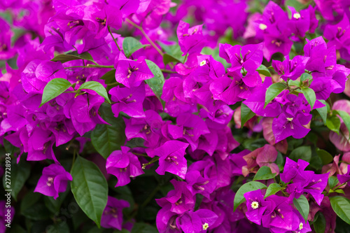 Bougainvillea glabra blooming purple flowers