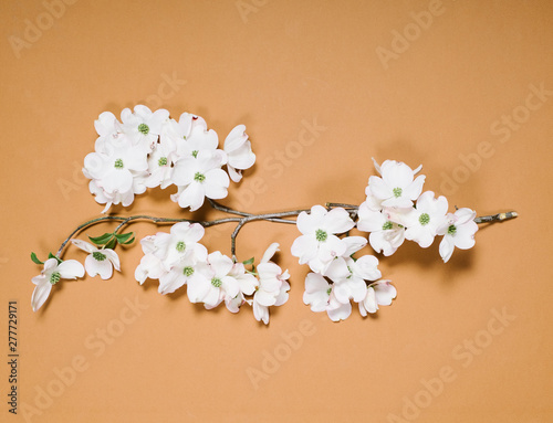 dogwood flowers flat lay on solid color background