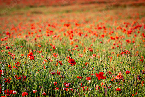 Vibrant red poppies in the Sussex countryside during summer