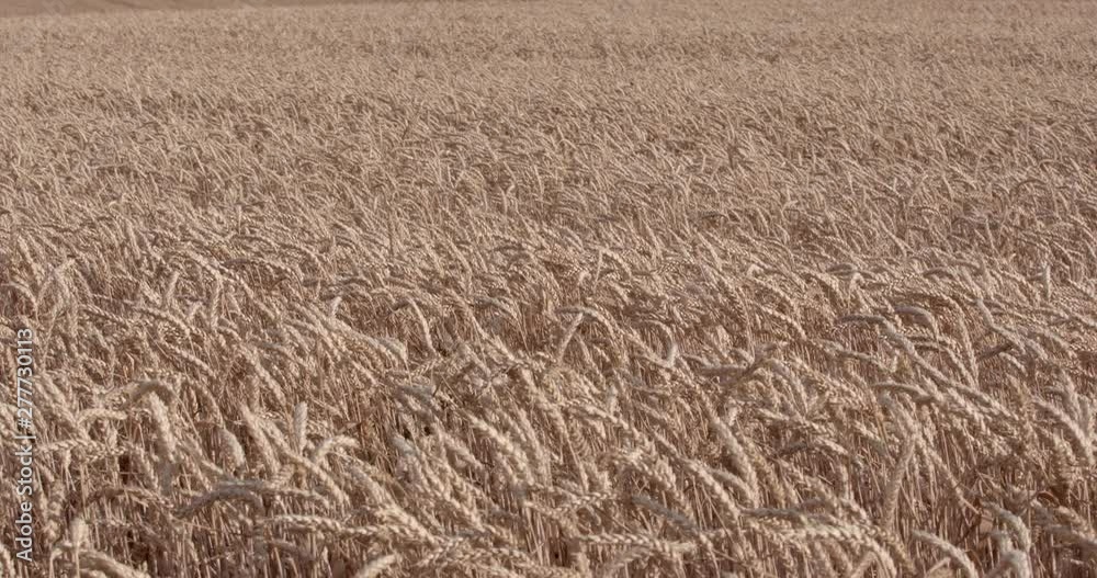 Spike of Wheat on the Field Against. Wheat Ready for Harvesting Spike of Wheat on the Field Against. Wheat Ready for Harvesting