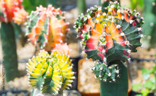 Gymnocalycium Variegated cactus and succulent flowers in pot have red orange green yellow color at cactus garden,many species, desert flower,gymnocalycium mihanovichii,hybrid cactus