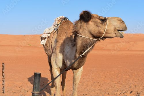 Camello en el desierto