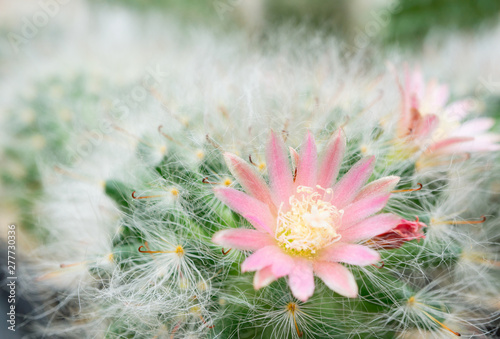 Group Pink cactus flowers macro is blooming in cactus garden.Mammillaria bocasana cactus,surrounded white hair,for decorate home or garden. photo