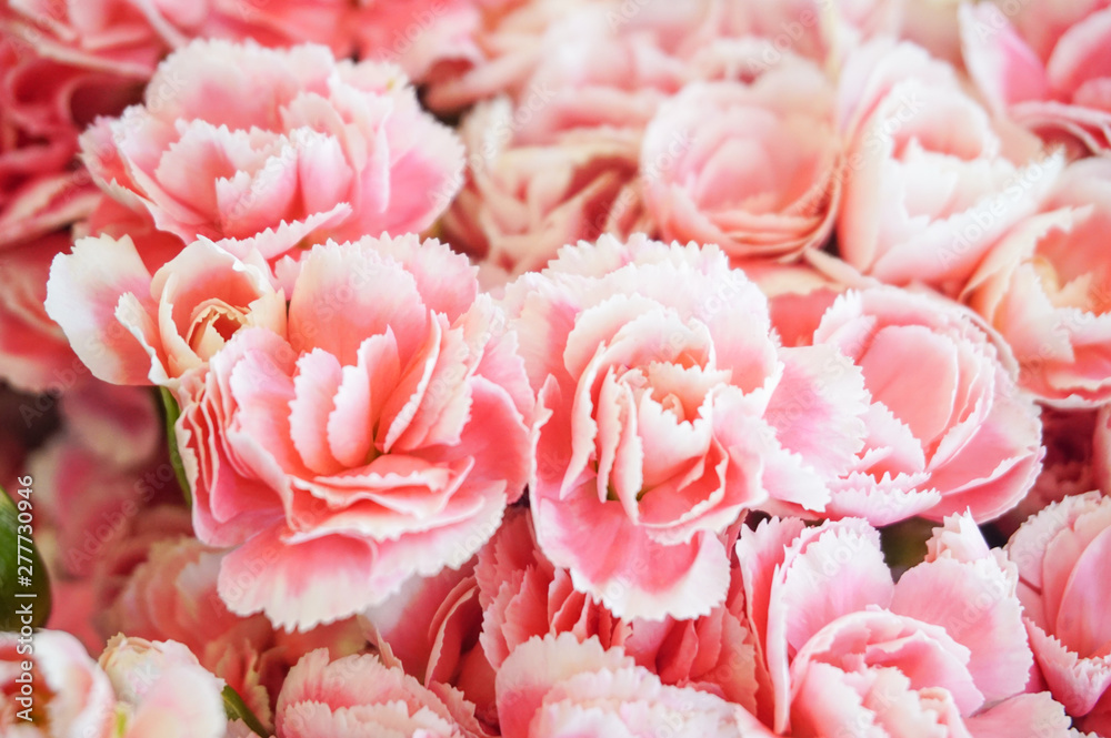 Pink carnations spray flowers have white lobe is blooming in bouquet at flower market,celebration,pattern nature background,selctive focus Pink carnations spray flowers have white lobe is blooming in bouquet at flower market,celebration,pattern nature background,selctive focus