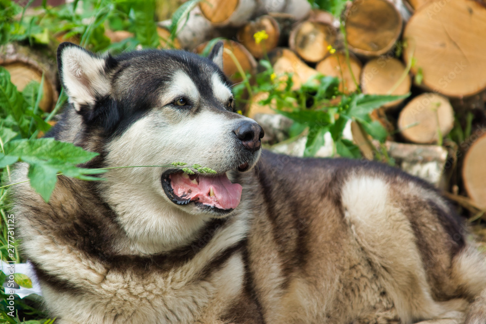 Malamute breed dog posing in nature. Malamute gray-white.