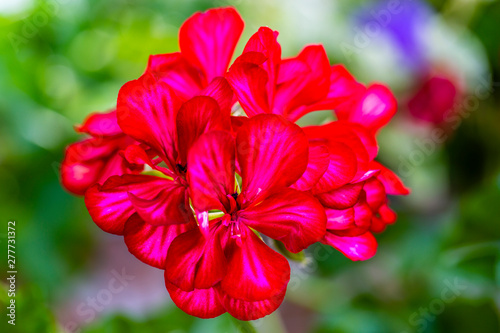 Geranium flowers in the garden.