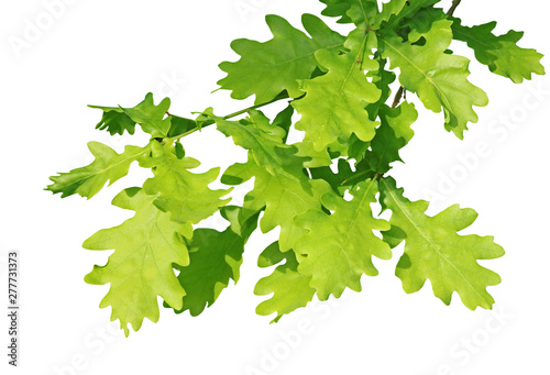 Photos Feuilles de chêne