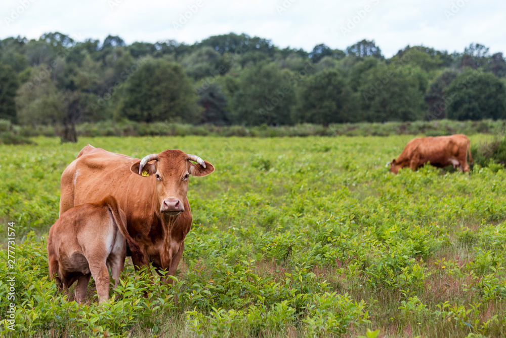 Mutterkuh säugt ihr Kalb auf der Weide Mutterkuh säugt ihr Kalb auf der Weide