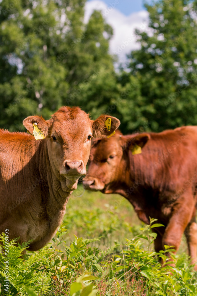 Kälbchen auf der Weide im Naturschutzgebiet Kälbchen auf der Weide im Naturschutzgebiet
