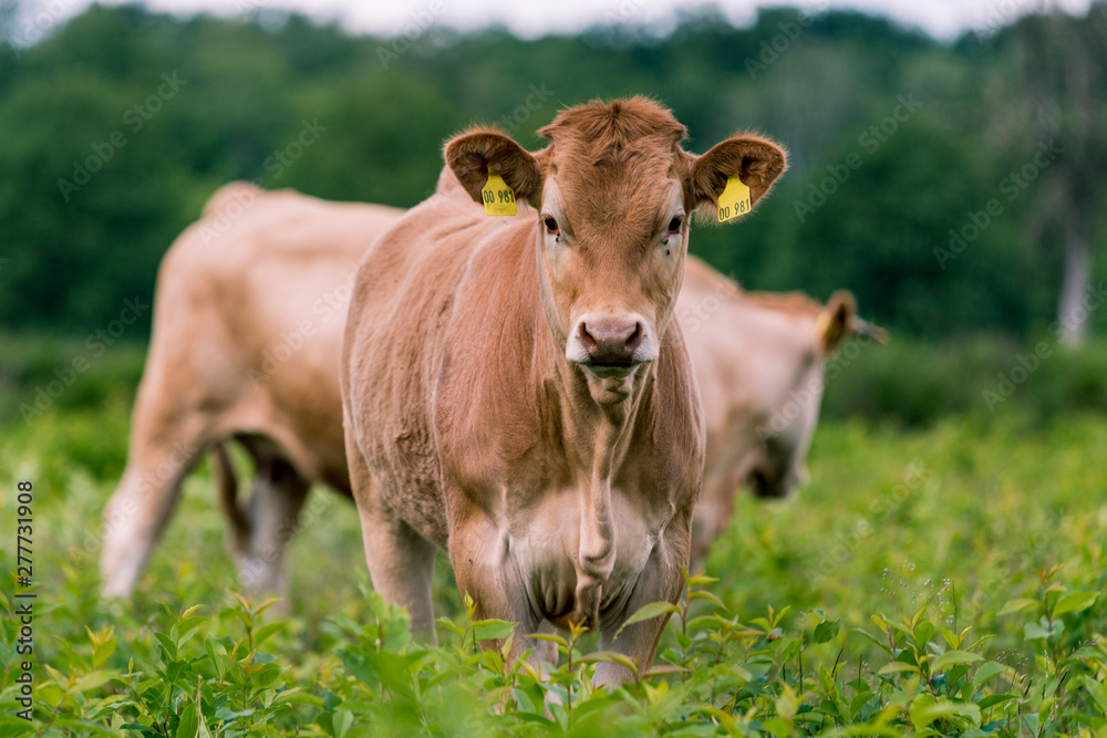 Kälbchen auf der Weide im Naturschutzgebiet Kälbchen auf der Weide im Naturschutzgebiet
