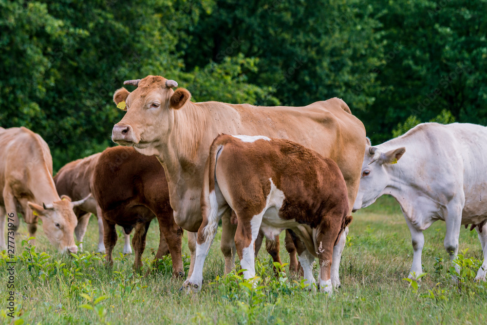 Mutterkuh säugt ihr Kalb auf der Weide Mutterkuh säugt ihr Kalb auf der Weide