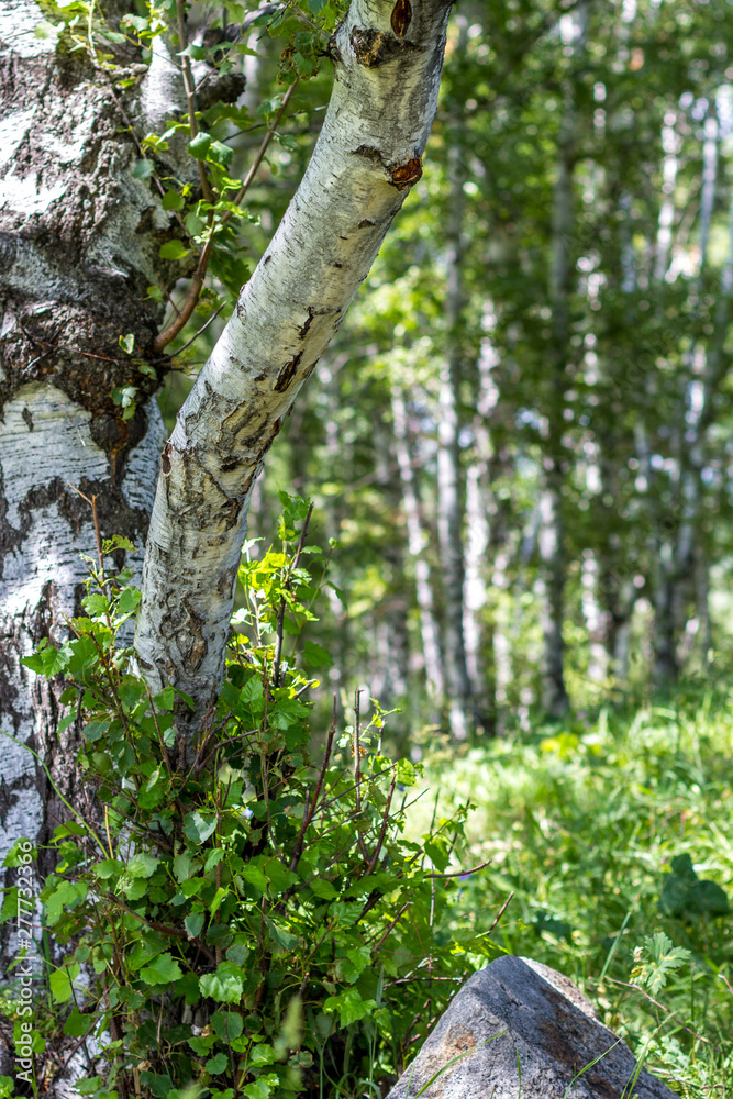 Fototapeta premium Birch grove on a sunny summer day, the mountains near Almaty