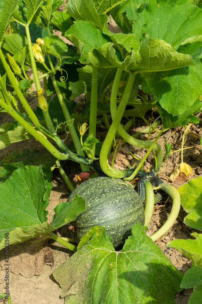 Obraz premium Steirischer Ölkürbis