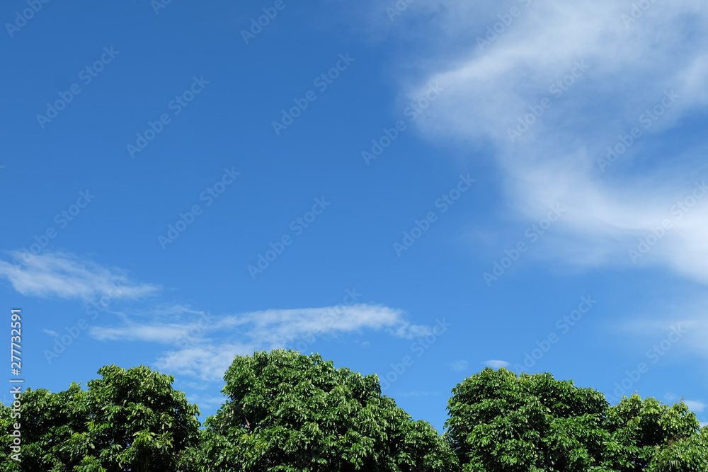 Blue sky and cloud with tree.Tree blue sky. Fresh green trees and blue sky and clouds