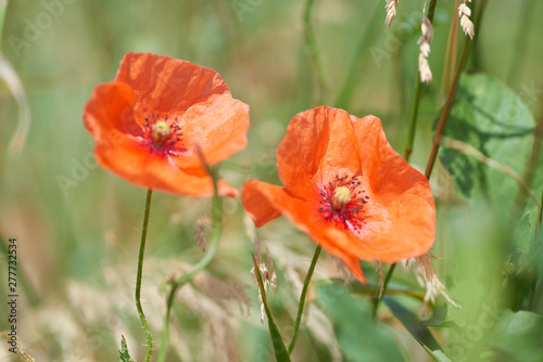Close up of red poppy flowers
