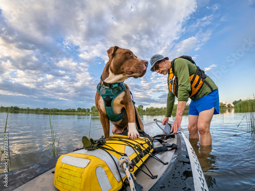stand up paddling with a pitbull dog