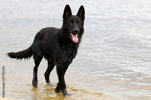 wet black shepherd dog runs along the beach