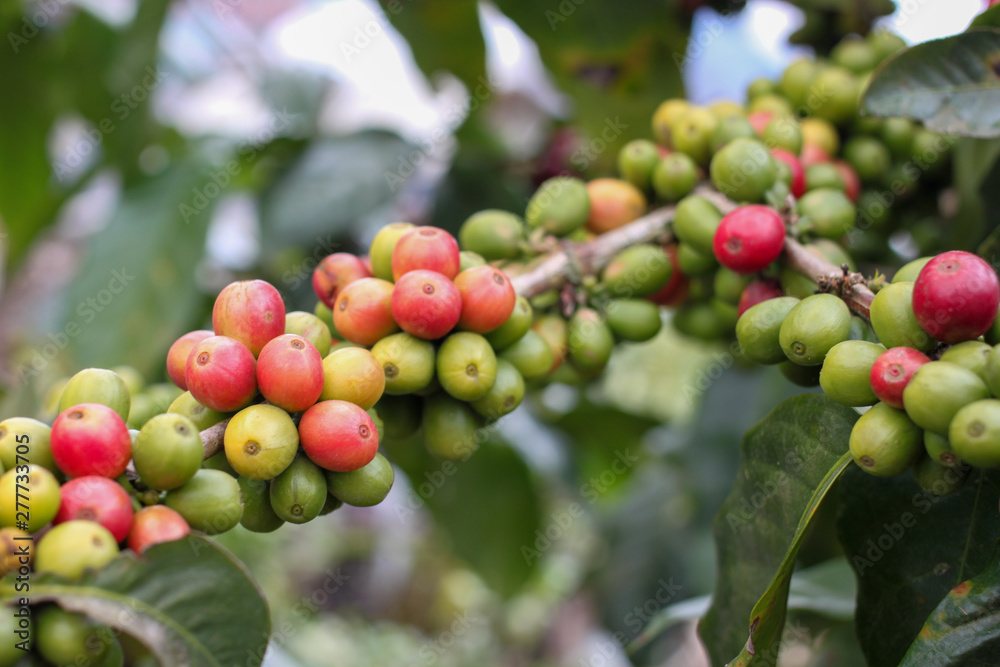 cofee bean tree