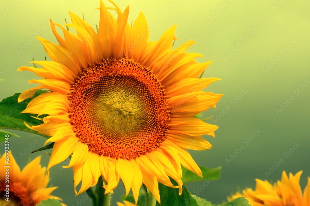 Beautiful yellow sunflower against sky close up Beautiful yellow sunflower against sky close up