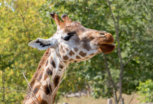The portrait of Rothschild giraffe (Giraffa camelopardalis rothschildi). © milkovasa