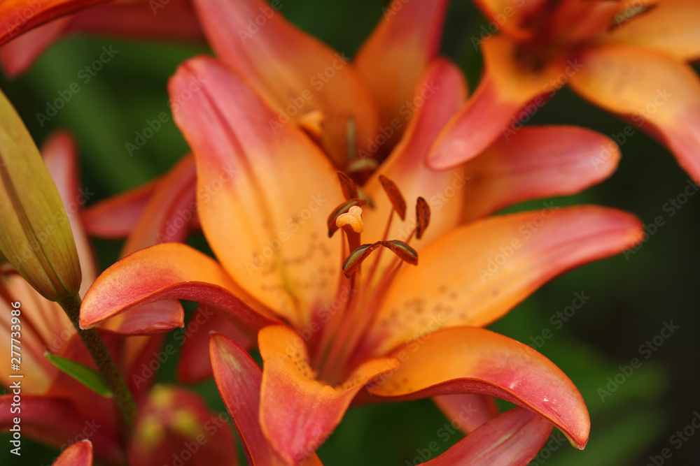Lush blooming lilies in the summer garden