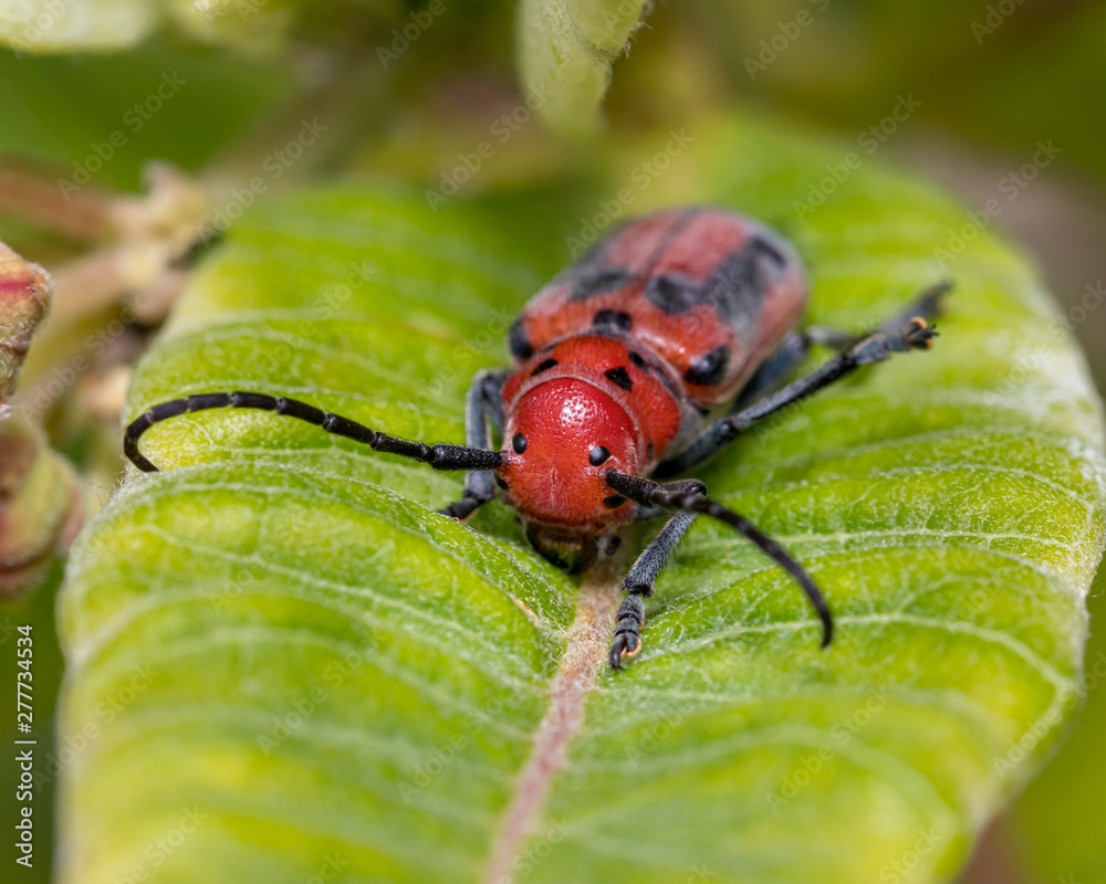 Red Milkweed Beetle eating common milkweed leaf and bloom or flower Red Milkweed Beetle eating common milkweed leaf and bloom or flower