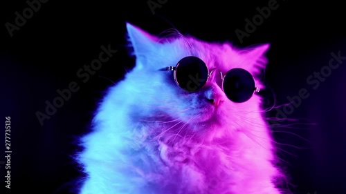 Portrait of white furry cat in fashion eyeglasses. Studio neon light footage. Luxurious domestic kitty in glasses poses on black background.