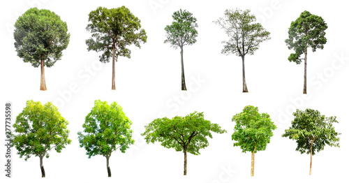A collection of ten trees on a separate white background