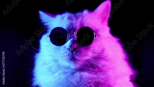 Portrait of white furry cat in fashion eyeglasses. Studio neon light footage. Luxurious domestic kitty in glasses poses on black background. photo