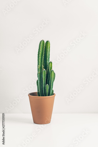 minimalist, home office, minimalism, succulent, office space, cactus, plant, green, nature, house, home, detail, botanical, botany, aloe, leaf, foliage, tropical, closeup, decor, growth, indoor, growi