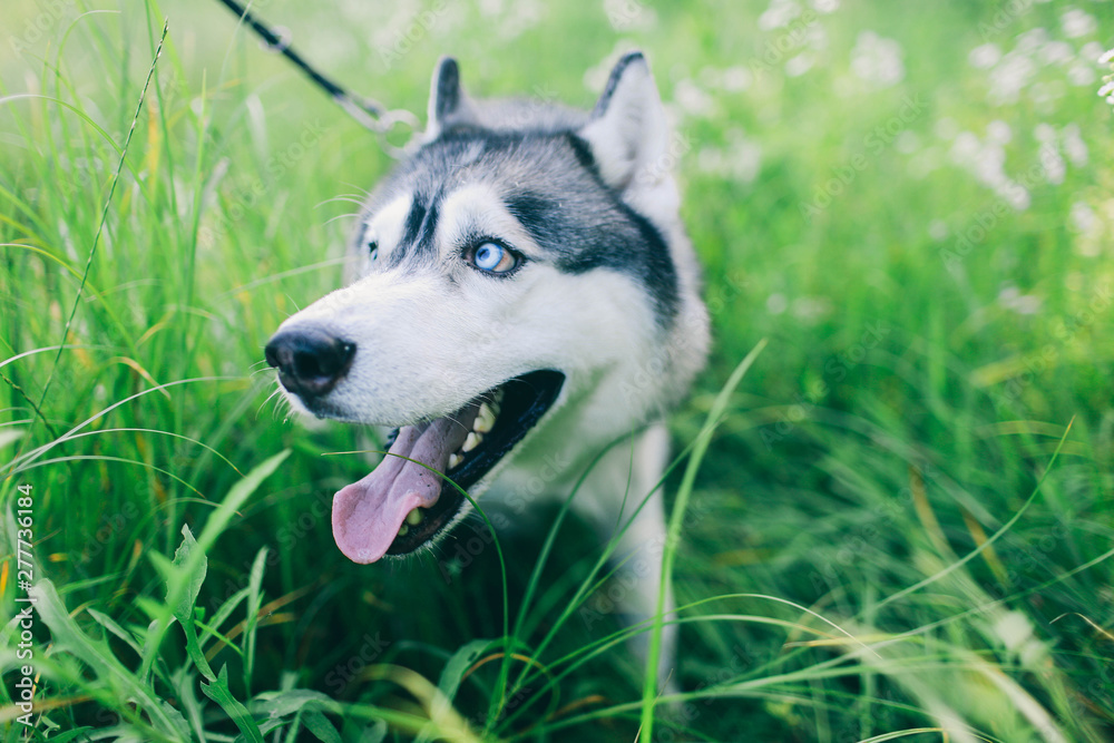 siberian husky with blue eyes sitting in the grass Husky sitting