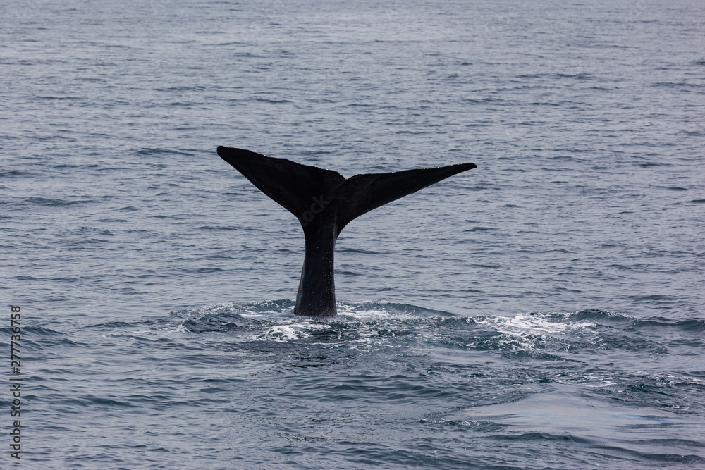 Fototapeta premium Sperm Whale, Kaikoura, South Island, New Zealand