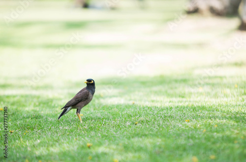 Hill Myna