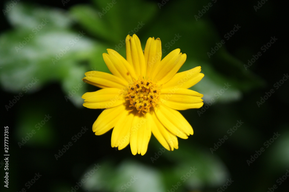 Singapore dailsy flower. Closeup yellow flower. Singapore dailsy flower. Closeup yellow flower.