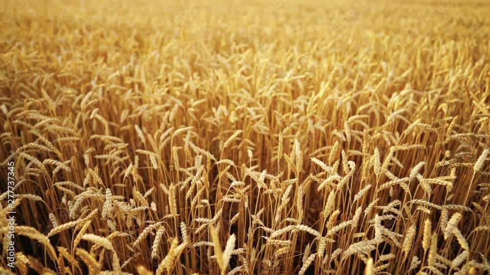 Yellow ripe ears of barley plants swaying by wind in wheat field. Harvest, nature, agriculture, harvesting concept. Yellow ripe ears of barley plants swaying by wind in wheat field. Harvest, nature, agriculture, harvesting concept.