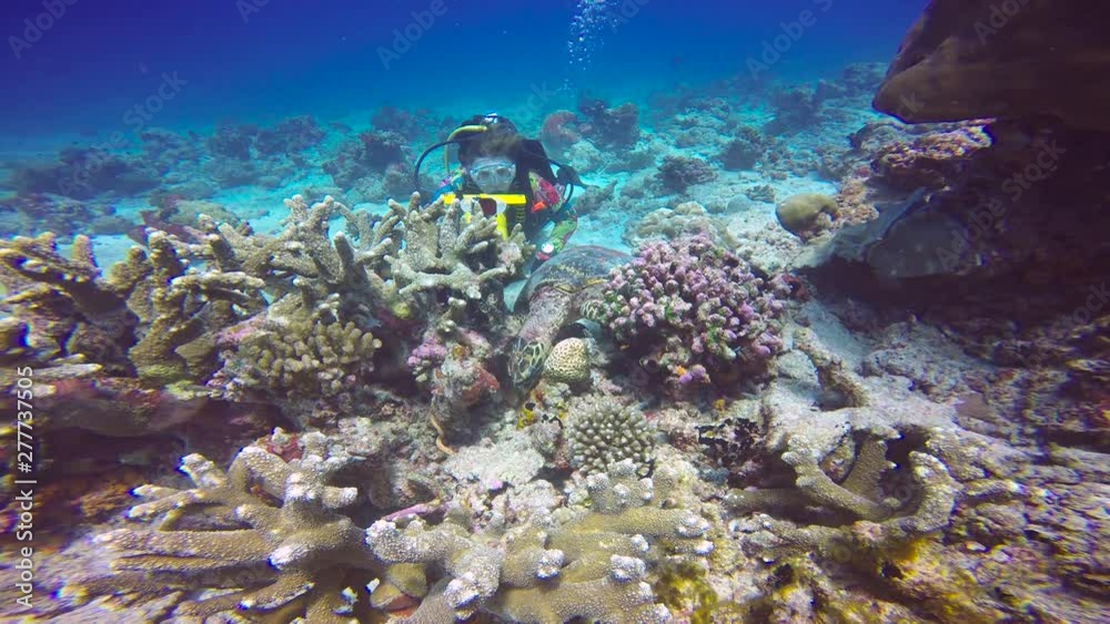 Sea turtle. Fascinating scuba diving on the reefs of the Maldives. Sea turtle. Fascinating scuba diving on the reefs of the Maldives.