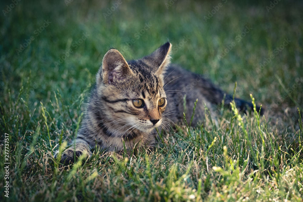 kitty cat on the grass