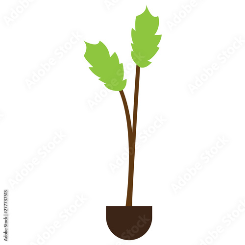 Plant on a pot over a white background - Vector